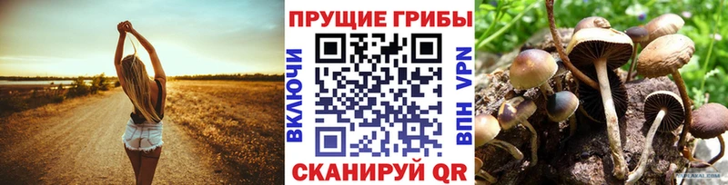 кракен маркетплейс  Камышин  Псилоцибиновые грибы GOLDEN TEACHER  цены наркотик 